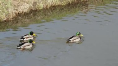 Nehirdeki vahşi ördekler. Yüksek kaliteli video 