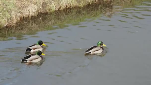 Αγριόπαπιες Στο Ποτάμι Υψηλής Ποιότητας Βίντεο — Αρχείο Βίντεο