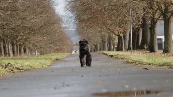 Kleiner Schwarzer Schnauzer Bei Einem Spaziergang Auf Einer Gasse Park — Stockvideo
