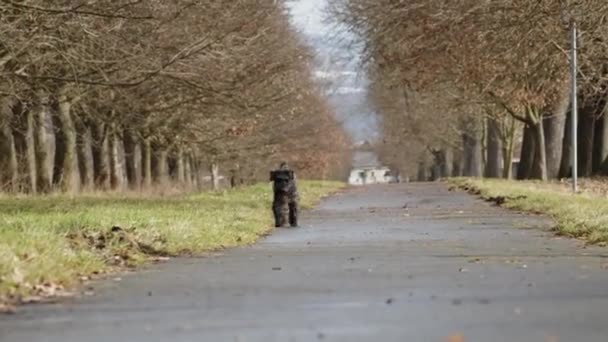 在公园的小巷里散步的黑色小雪貂 高质量的录像 — 图库视频影像