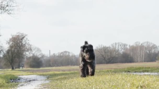 在大自然中散步的狗 小黑色雪纳泽 — 图库视频影像