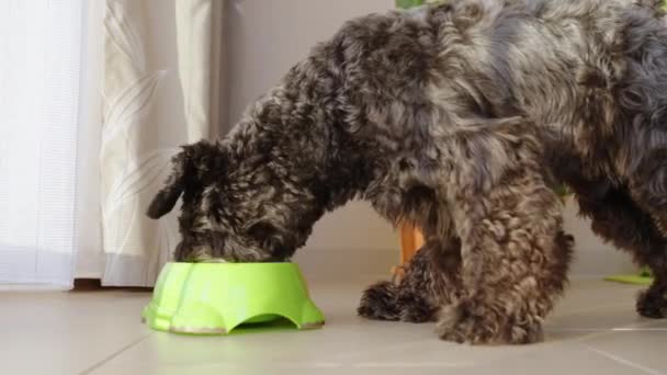 Dog Eats Pellets Bowl High Quality Footage — Stock Video