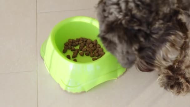 Dog Eats Pellets Bowl High Quality Footage — Vídeo de Stock
