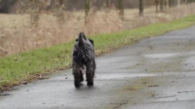 small black schnauzer on a walk on an alley in the park. High quality video 