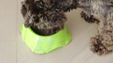 the dog eats pellets from the bowl. High quality 4k footage
