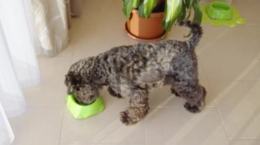 the dog eats pellets from the bowl. High quality 4k footage