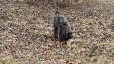 small black schnauzer on a walk on an alley in the park. High quality photo