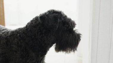 small black dog by the window with curtains in the house, schnauzer. 