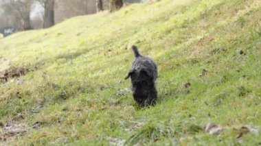 dog on a walk in nature. little black schnauzer. 