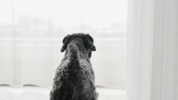 Гавкаючий Собака Вікном Будинку Високоякісні Кадри — стокове відео