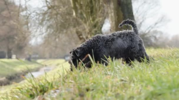 Doğa Yürüyüşüne Çıkmış Bir Köpek Küçük Siyah Schnauzer — Stok video