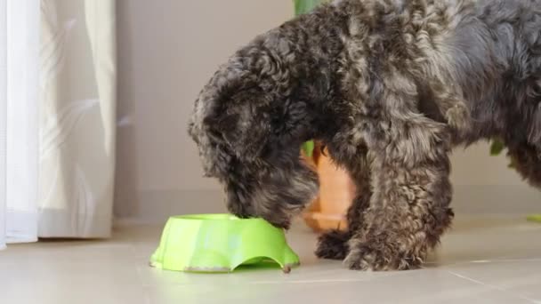 Dog Eats Pellets Bowl High Quality Footage — Stock video