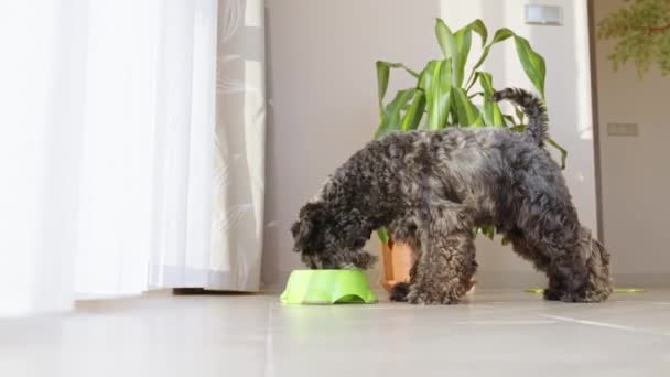 犬はボウルからペレットを食べる 高品質4K映像 — ストック動画