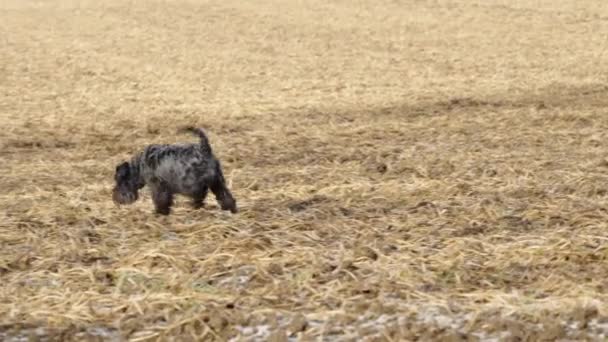 Doğa Yürüyüşüne Çıkmış Bir Köpek Küçük Siyah Schnauzer — Stok video