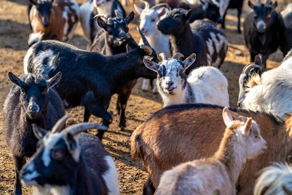 flock of sheep goats and rams. High quality photo