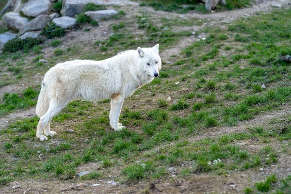 Weißer Wolf Auf Einer Grünen Wiese Hochwertiges Foto — Stockfoto