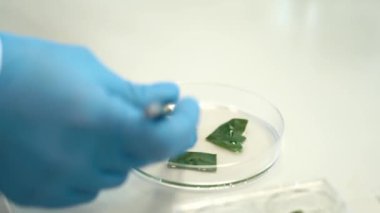 Bir biyokimya laboratuvarında bitki genetiği araştırması. Bir peri kabında bitkilerin parçalarını inceledim..