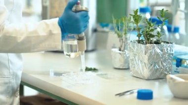 Biyokimya laboratuvarında bir bitki örneğini test etmek. Bir bilim adamı bitkilerin genetiğini araştırır.. 