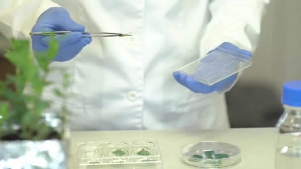 Cientista Investiga Genética Plantas Laboratório Pesquisa Plantas Geneticamente Modificadas Desenvolvidas — Vídeo de Stock