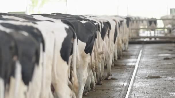 Vacas Uma Fileira Enquanto Alimentam Uma Fazenda Visão Traseira — Vídeo de Stock