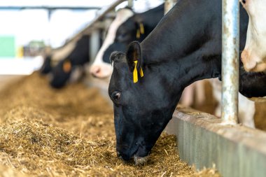 Çiftlikteki sığırlar besleniyor. Yüksek kalite fotoğraf