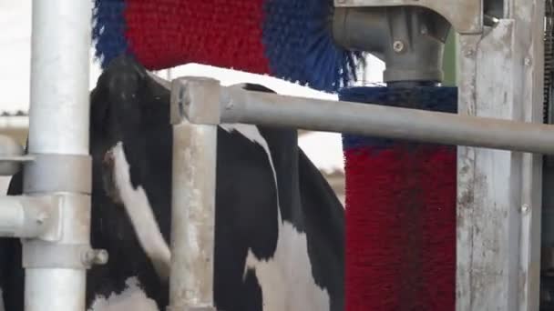 Masajear Limpiar Cepillos Para Vacas Granja Concepto Una Vida Sana — Vídeo de stock