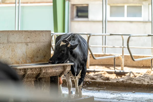 a cow drinks water on a farm. High quality photo