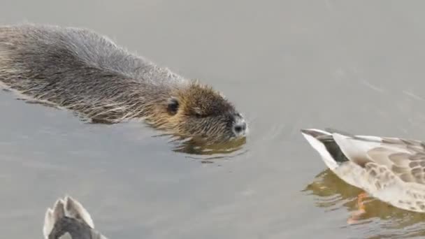 Nutria Wild Duck Swimming River — Stock Video