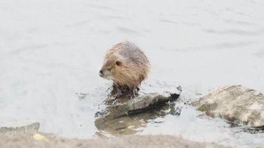 Nehir faresi denizde, kıyıda, vahşi doğada..