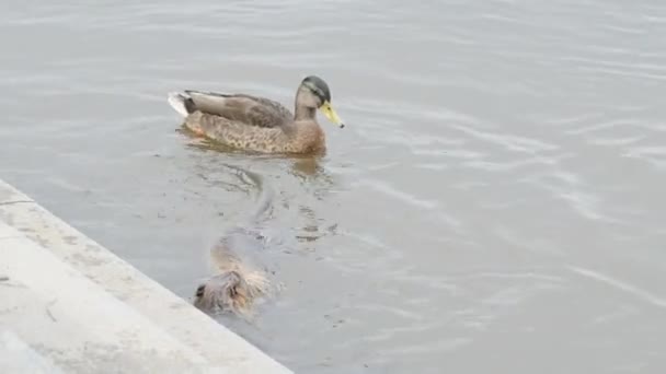 城市里在河里游泳的营养品和野鸭 — 图库视频影像