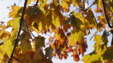 Aydınlatan güneş ışığı akçaağaç yaprakları hafif bir sonbahar esintisinde hafifçe sallanarak sakin bir atmosfer yaratır. Renkli yapraklar sonbahar mevsiminde doğanın güzelliğini gözler önüne seriyor.