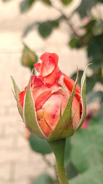 Frühling Der Rosen — Stockfoto