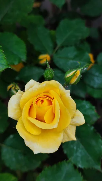 Frühling Der Rosen — Stockfoto