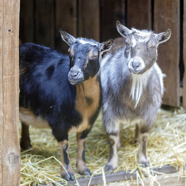 Curious Goats Peeking through Animal Pen Door. Farm in North America.