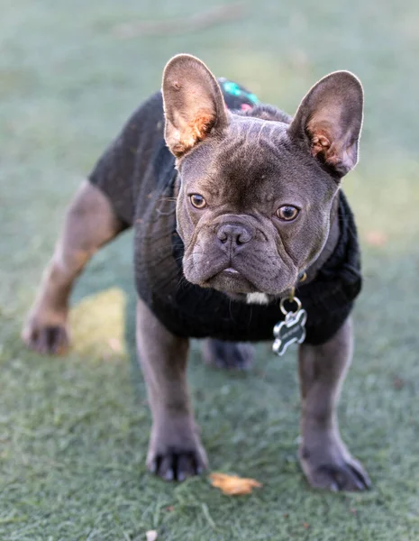 7-Months-Old Blue French Bulldog Male Puppy Dressed Up. Off-leash dog park in Northern California.