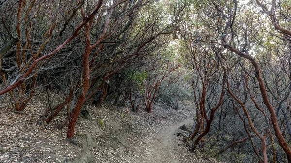 Manzanita Ağaç Tüneli Mount Diablo Eyalet Parkı Contra Costa County — Stok fotoğraf