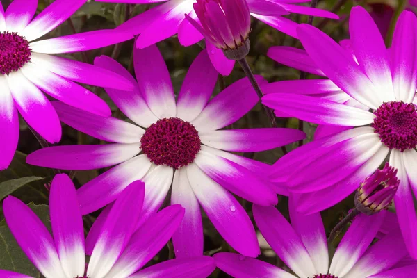 Senetti Magenta Bicolor Flowers Bloom — Stock Photo, Image