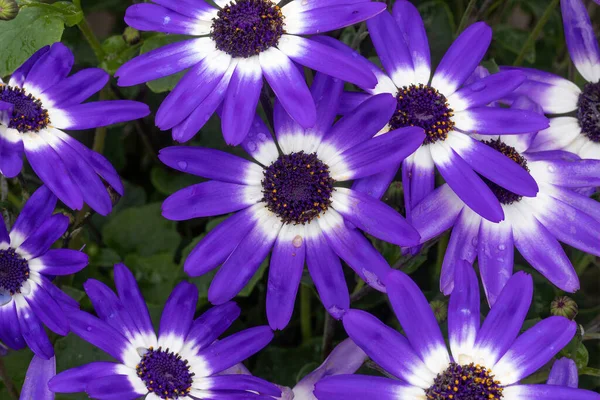 Senetti Blue Bicolor Flowers Bloom — Stock Photo, Image