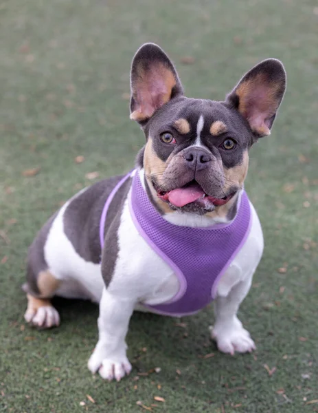 stock image 9-Months-Old Lilac Grey Tan White Pied Female Frenchie with an Expressive Look. Off-leash dog park in Northern California.