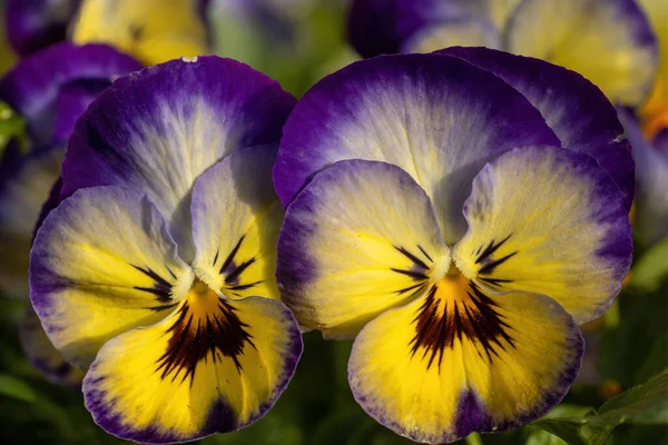 Flores Híbridas Viola Floreciendo Primavera Imágenes De Stock Sin Royalties Gratis
