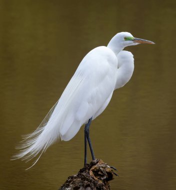 Üreme mevsiminde Büyük Akbalıkçıl Erkek. Arastradero Preserve, Santa Clara County, Kaliforniya, ABD.