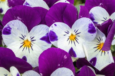 Viola Melezi Çiçekleri İlkbaharda Açar