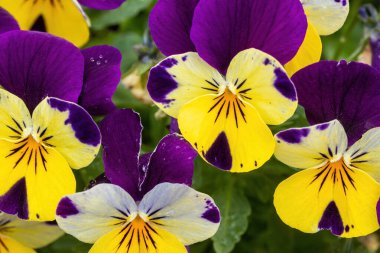 Viola Melezi Çiçekleri İlkbaharda Açar