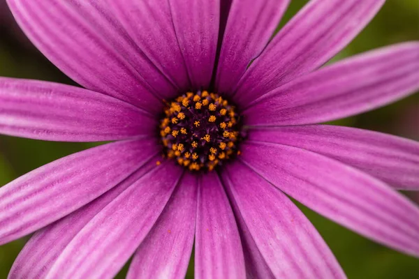 Purple Osteospermum Flower Passion Mix Bloom — Stock Photo, Image