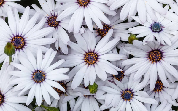 White Cape Daisies in Bloom in Springtime