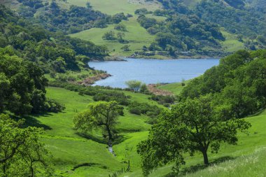 Lush Oak Forest and Grassland at Calero Reservoir after Rainy Season. Calero County Park, Santa Clara County, California, USA.