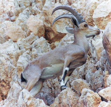 Nubian Ibex, uçuruma tırmanan yetişkin bir erkek. Yahudi Çölü, İsrail.