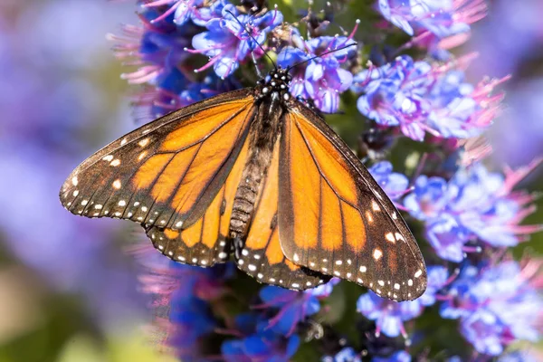 マデイラの花のプライドから蜜をすすいでいるモナーク蝶 米国カリフォルニア州サンタクララ郡パロアルト ベイランズ — ストック写真