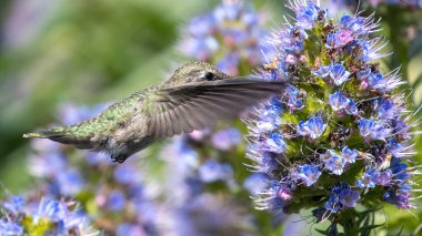 Anna 'nın sinekkuşu yetişkin dişisi uçuyor ve besleniyor. Palo Alto Baylands, California, ABD.