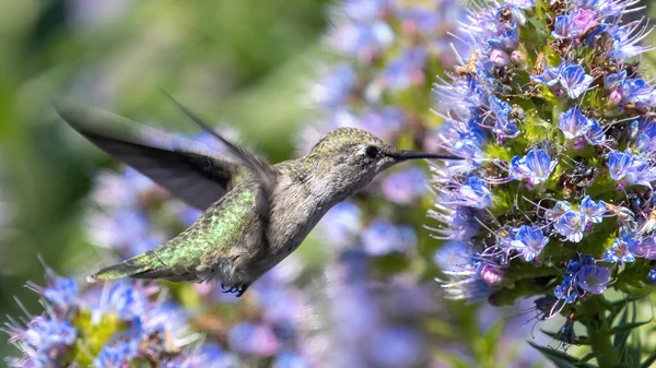 Anna Hummingbird Adulto Fêmea Pairando Alimentando Palo Alto Baylands Califórnia Fotos De Bancos De Imagens
